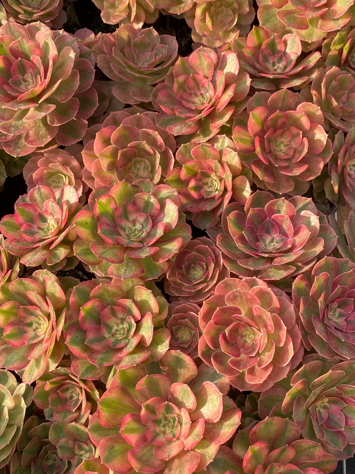 新入荷 マンハクニシキ ZZ140×25苗 抜き苗 多肉植物 アエオニウム