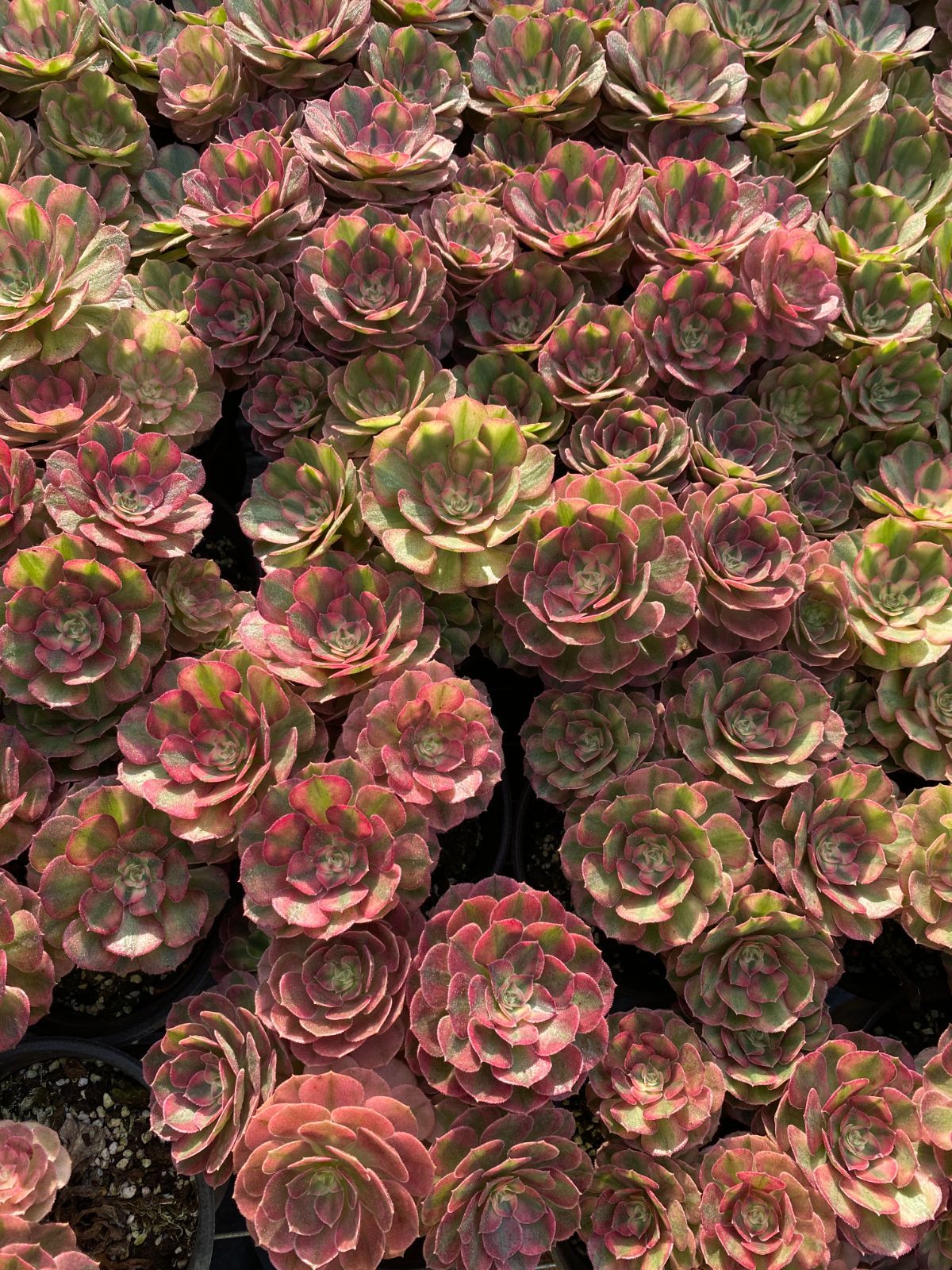 新入荷 マンハクニシキ ZZ140×25苗 抜き苗 多肉植物 アエオニウム