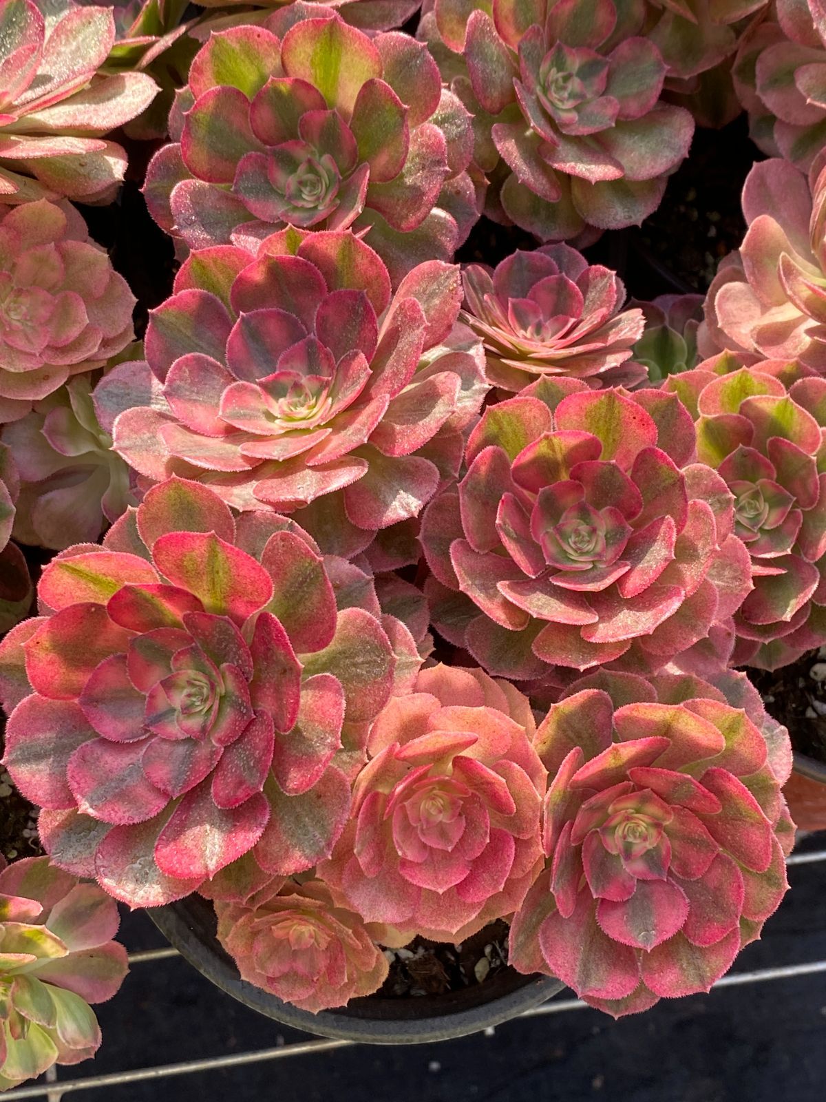 新入荷 マンハクニシキ ZZ140×25苗 抜き苗 多肉植物 アエオニウム