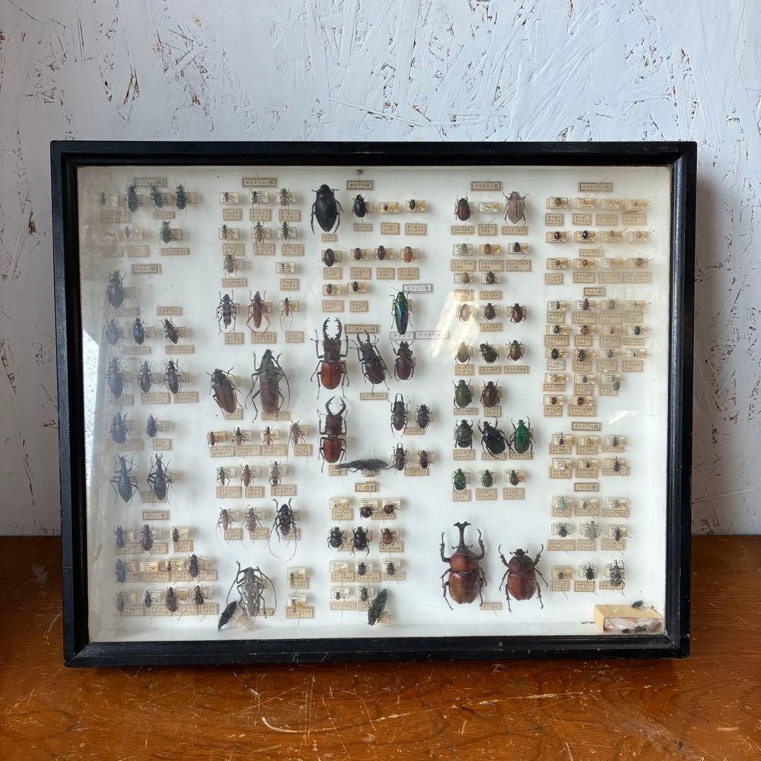 昆虫標本 クワガタ カミキリ ハンミョウ テントウムシ ゾウムシ 等 昆虫標本 クワガタ カミキリ ハンミョウ テントウムシ ゾウムシ 等