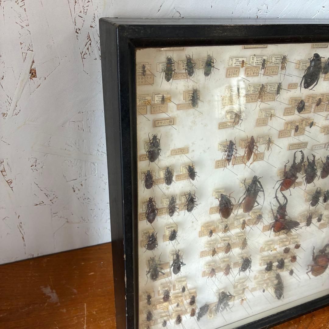 昆虫標本 クワガタ カミキリ ハンミョウ テントウムシ ゾウムシ 等 昆虫標本 クワガタ カミキリ ハンミョウ テントウムシ ゾウムシ 等