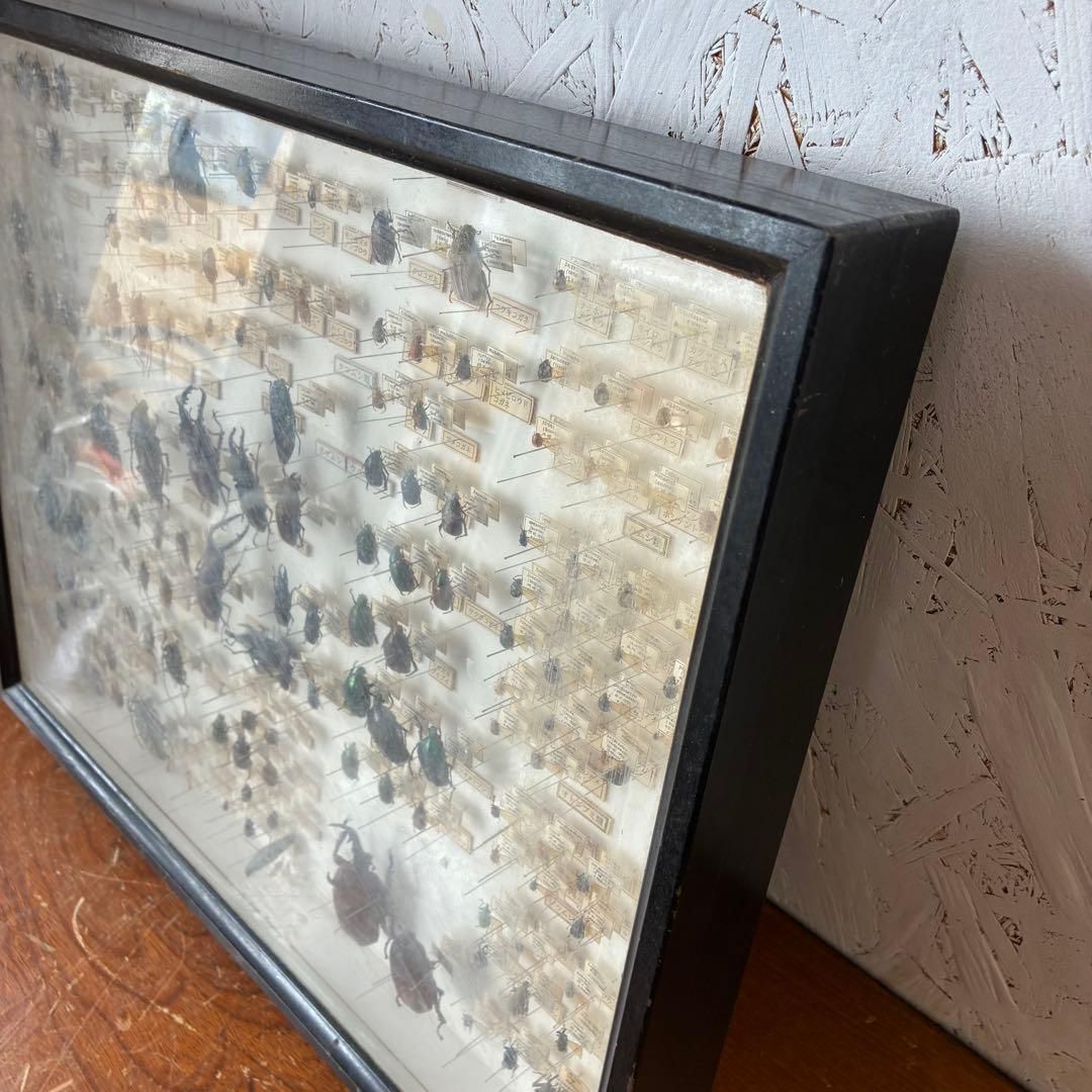 昆虫標本 クワガタ カミキリ ハンミョウ テントウムシ ゾウムシ 等