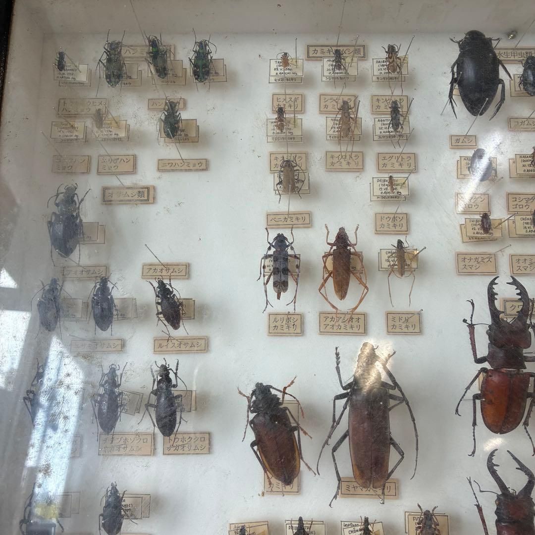 昆虫標本 クワガタ カミキリ ハンミョウ テントウムシ ゾウムシ 等 昆虫標本 クワガタ カミキリ ハンミョウ テントウムシ ゾウムシ 等