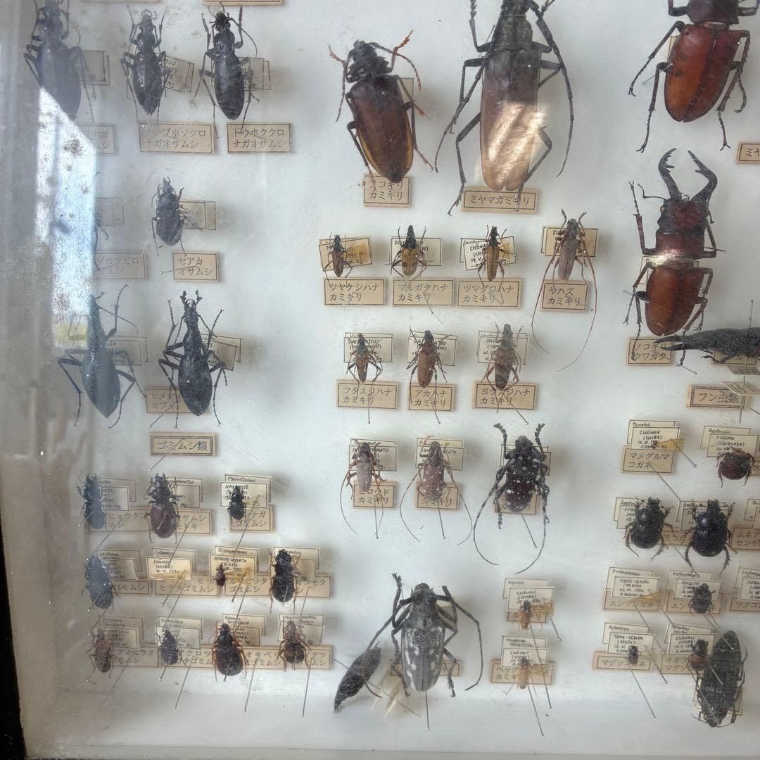 昆虫標本 クワガタ カミキリ ハンミョウ テントウムシ ゾウムシ 等