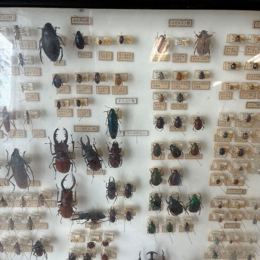 昆虫標本 クワガタ カミキリ ハンミョウ テントウムシ ゾウムシ 等 昆虫標本 クワガタ カミキリ ハンミョウ テントウムシ ゾウムシ 等