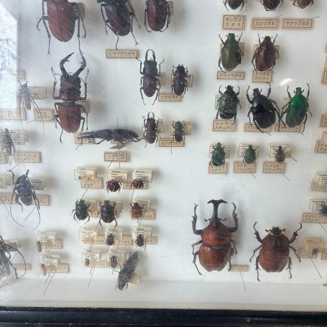 昆虫標本 クワガタ カミキリ ハンミョウ テントウムシ ゾウムシ 等