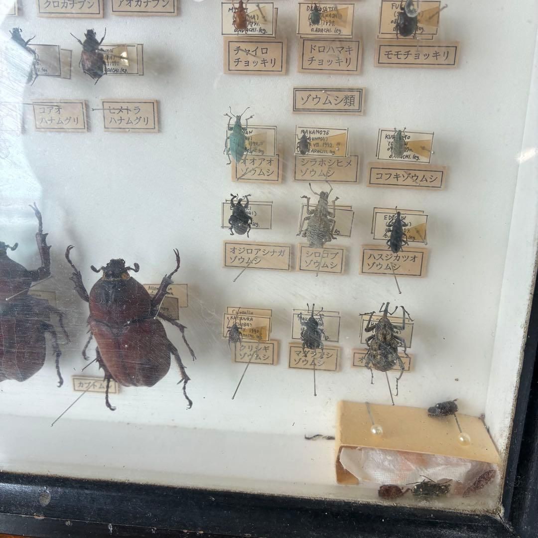 昆虫標本 クワガタ カミキリ ハンミョウ テントウムシ ゾウムシ 等