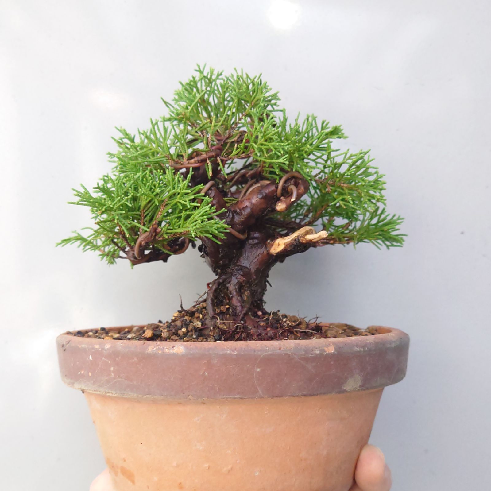 盆栽 真柏 素材2 (税込) - メルカリ