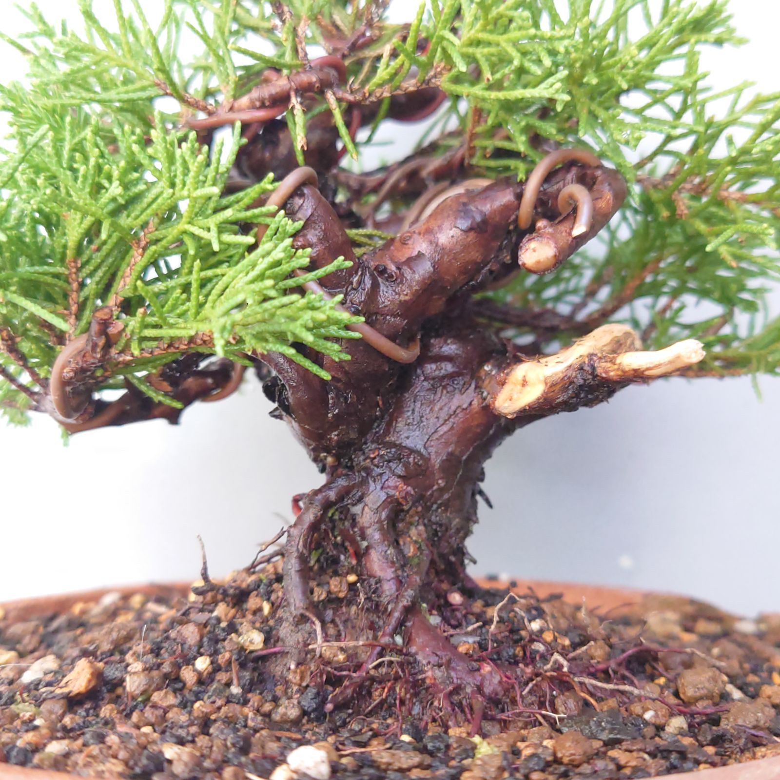 盆栽 真柏 素材2 (税込) - メルカリ