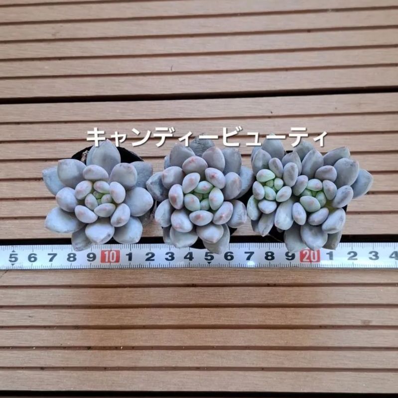 ヌビバッグ 【公式通販】