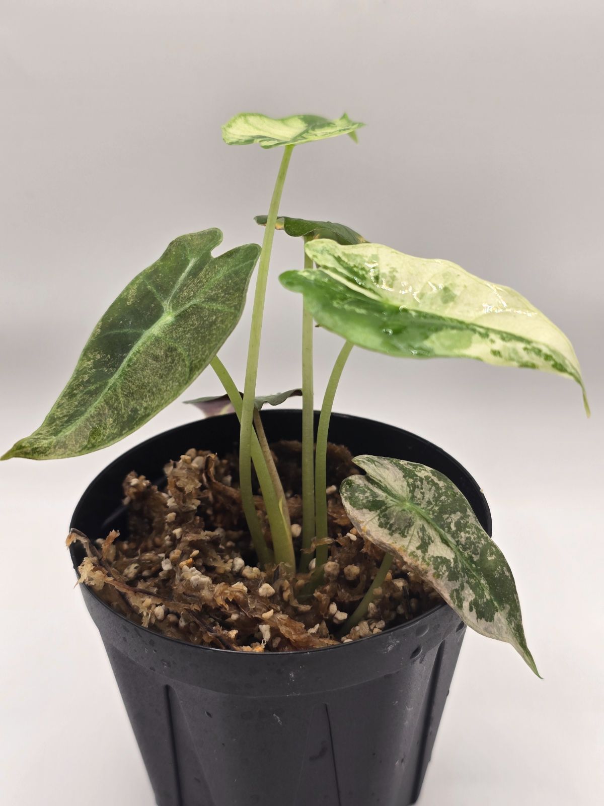 希少 アロカシア サンデリアナ オーレア 美株 鉢ごとメルカリ便 斑入り