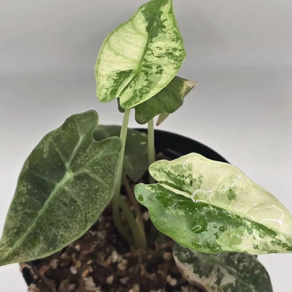 アロカシア セレンディピティ 鉢ごと発送 アロカシア セレンディピティ 鉢ごと発送