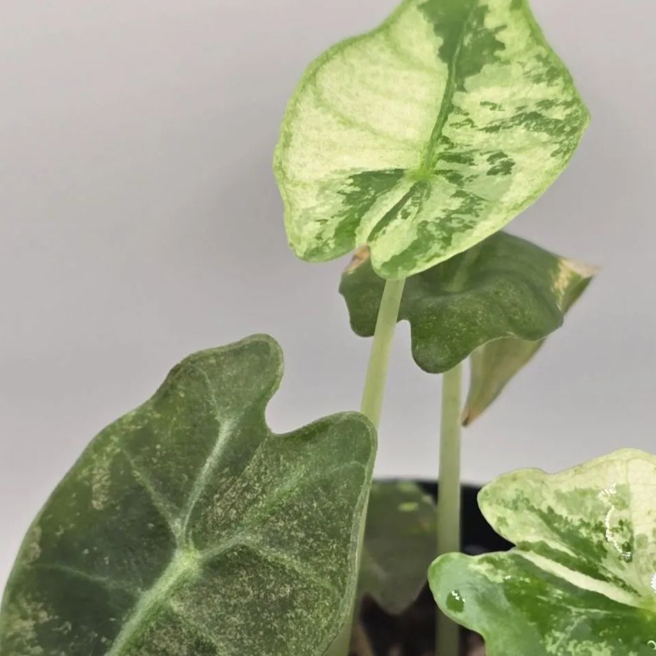 希少　アロカシア　サンデリアナ　オーレア　美株　鉢ごとメルカリ便　斑入り 希少 アロカシア サンデリアナ オーレア 美株 鉢ごとメルカリ便 斑入り