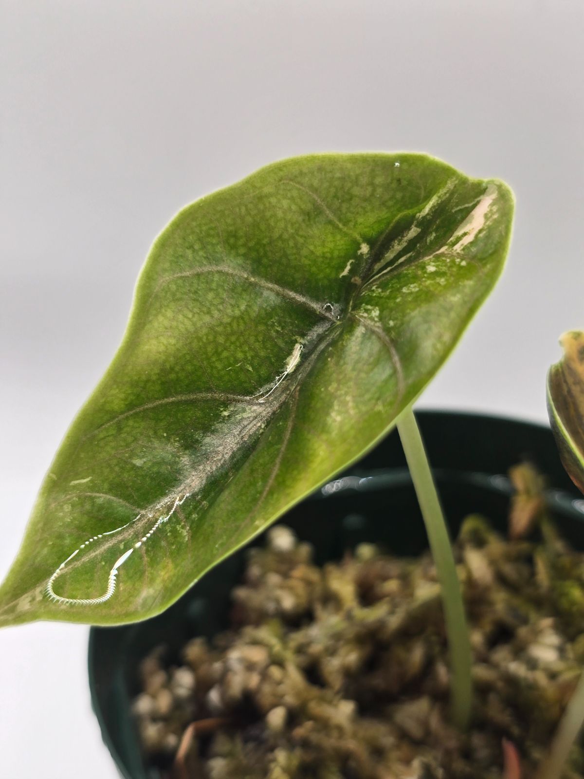 希少 アロカシア アズラニー オーレア Alocasia azlanii aurea（アロカシア アズラニー “オーレア”） 組織