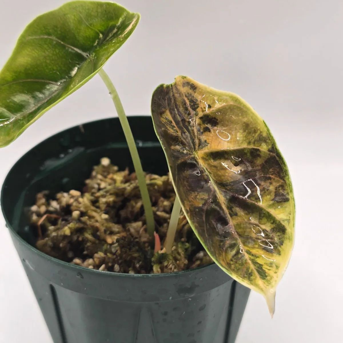 Alocasia azlanii aurea（アロカシア アズラニー “オーレア”） 組織