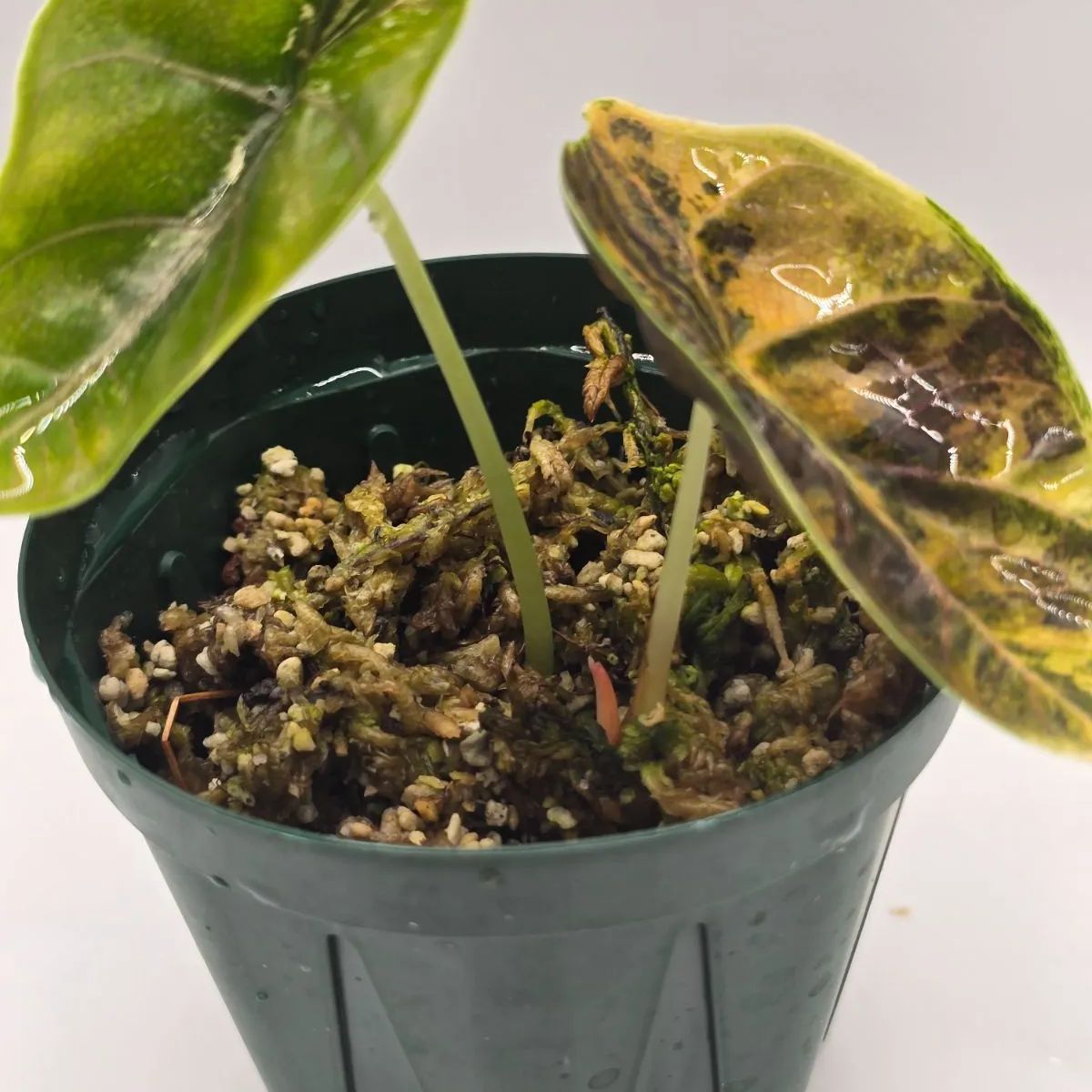 Alocasia azlanii aurea（アロカシア アズラニー “オーレア”） 組織