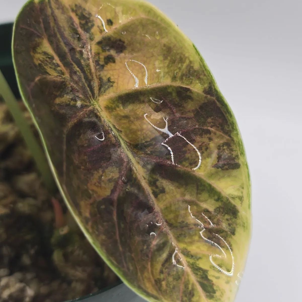 Alocasia azlanii aurea（アロカシア アズラニー “オーレア”） 組織