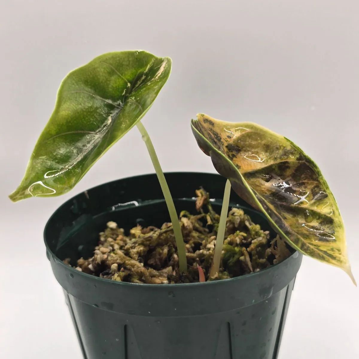 レア】アロカシア セデニー オーレア（黄斑入り） Secret Bazaar | _