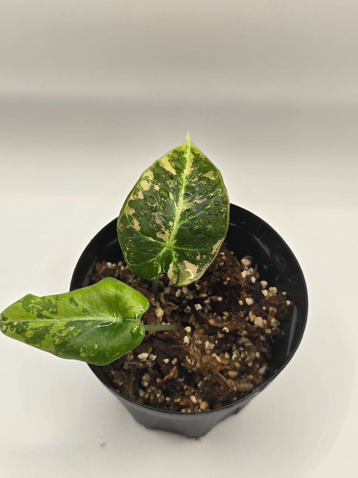 アロカシア ブラックベルベット Albo / Pink （Alocasia 'Black Velvet