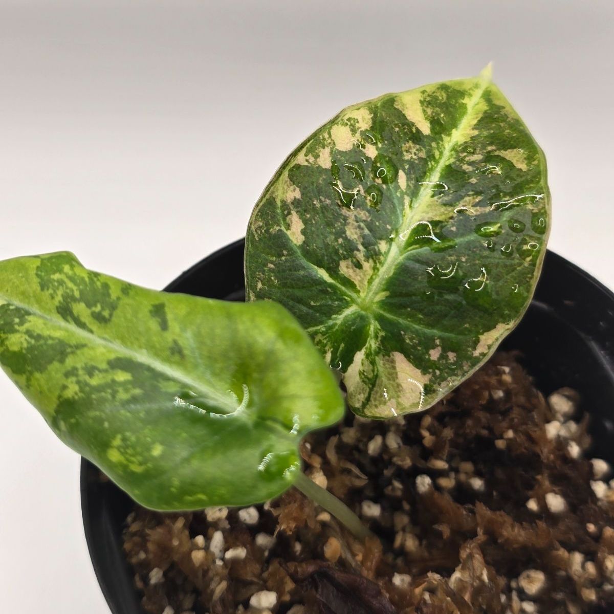 A 組織培養株 アロカシア ブラックベルベット ピンク斑 ネコポス即日発送 C 組織培養株 アロカシア ブラックベルベット ピンク斑 ネコポス即日発送