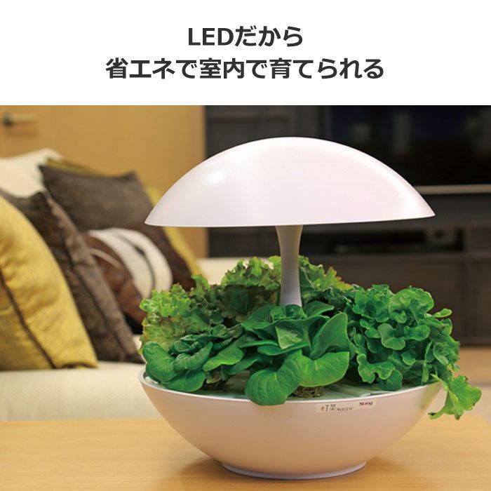 苗 MotoM LED水耕栽培器「灯菜（アカリーナ）Akarina01 RN」 元箱