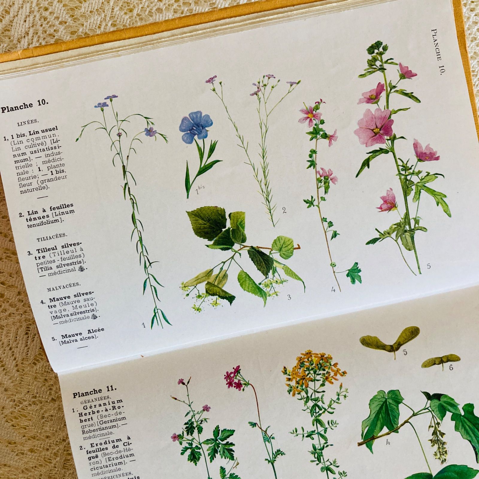 フランスのアンティーク植物図鑑 可憐な植物画♡ 洋書・古書 - メルカリ