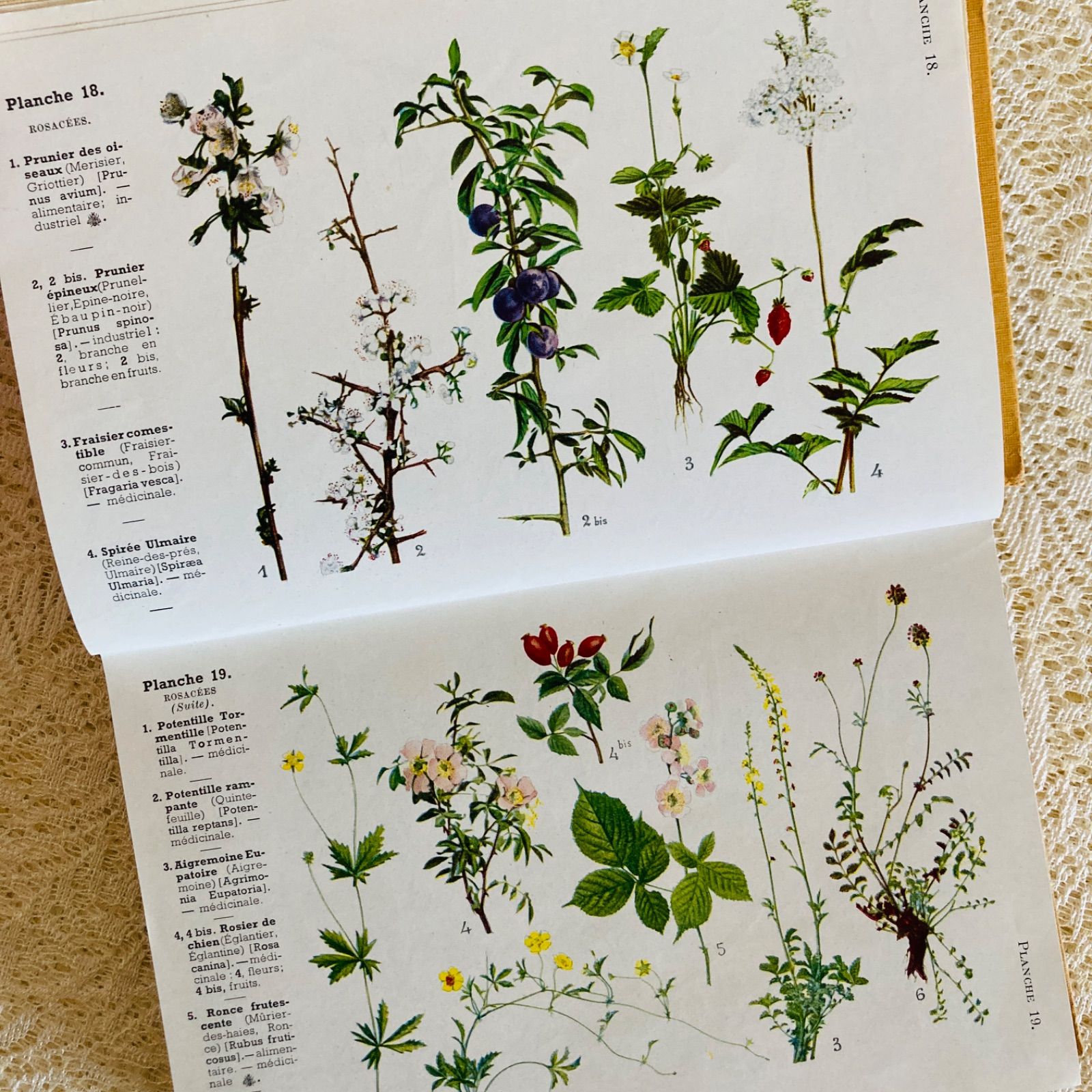 週末Sale❁洋書古書 レア 植物図鑑 フランス 植物学者GastonB 週末Sale❁洋書古書 レア 植物図鑑 フランス 植物学者GastonB 週末Sale