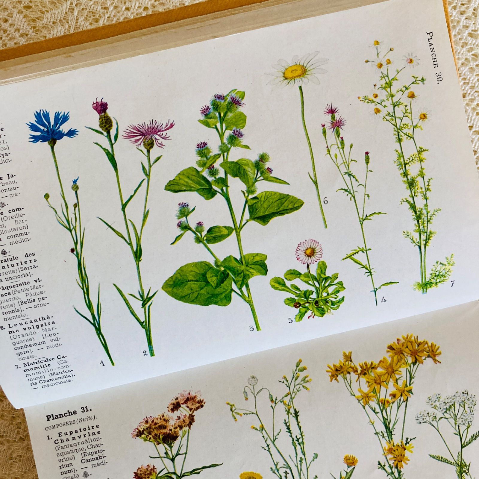 週末Sale❁洋書古書 レア 植物図鑑 フランス 植物学者GastonB 週末Sale❁洋書古書 レア 植物図鑑 フランス 植物学者GastonB 週末Sale