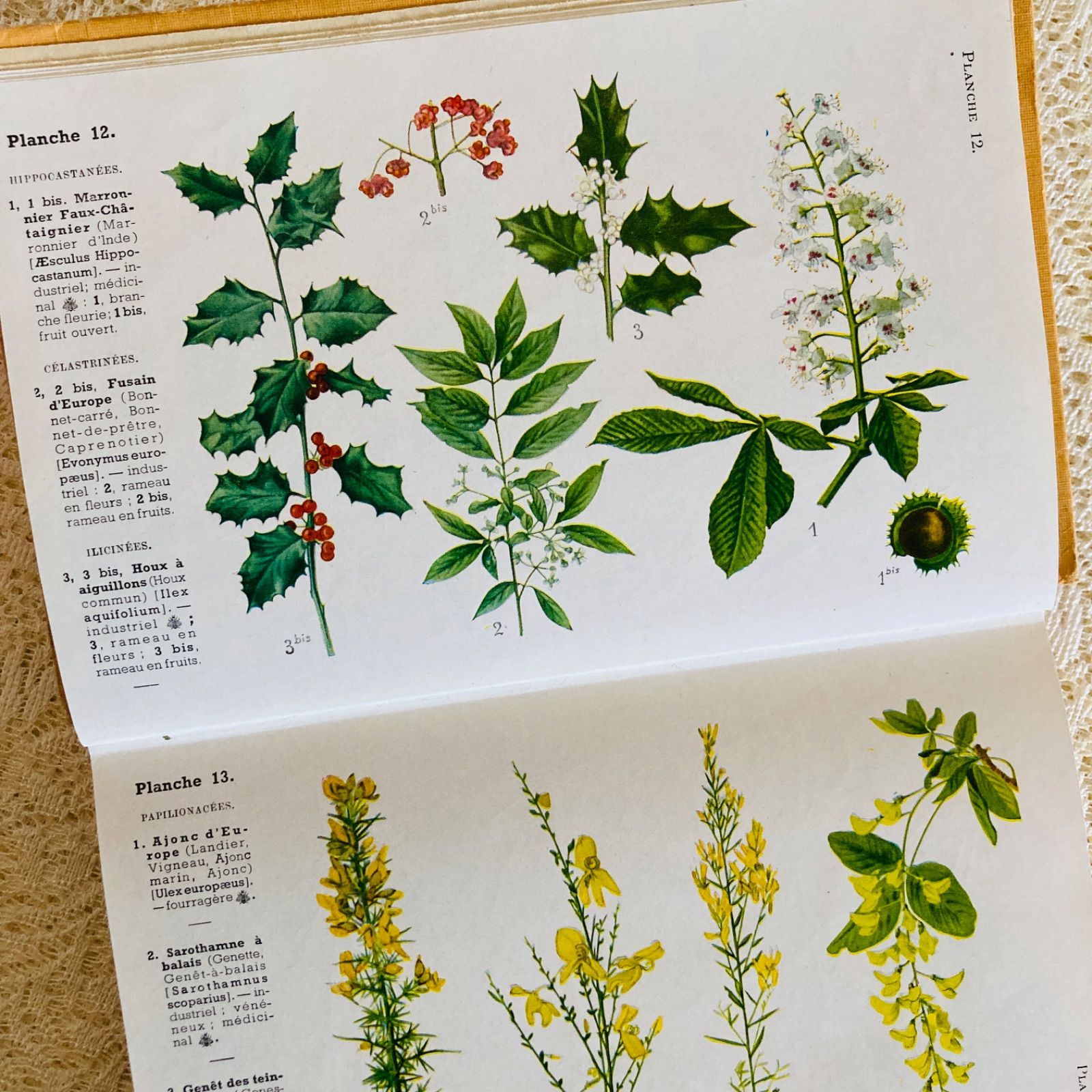 フランスのアンティーク植物図鑑 可憐な植物画♡ 洋書・古書 - メルカリ