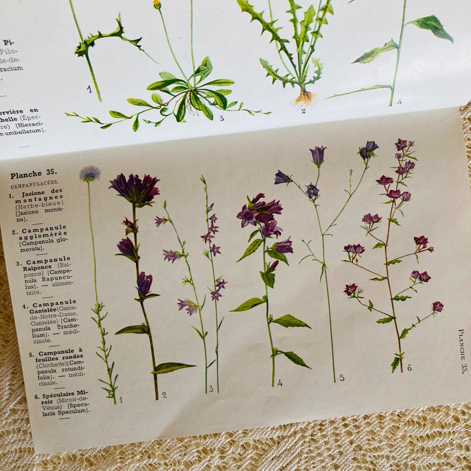フランスのアンティーク植物図鑑 可憐な植物画♡ 洋書・古書 - メルカリ