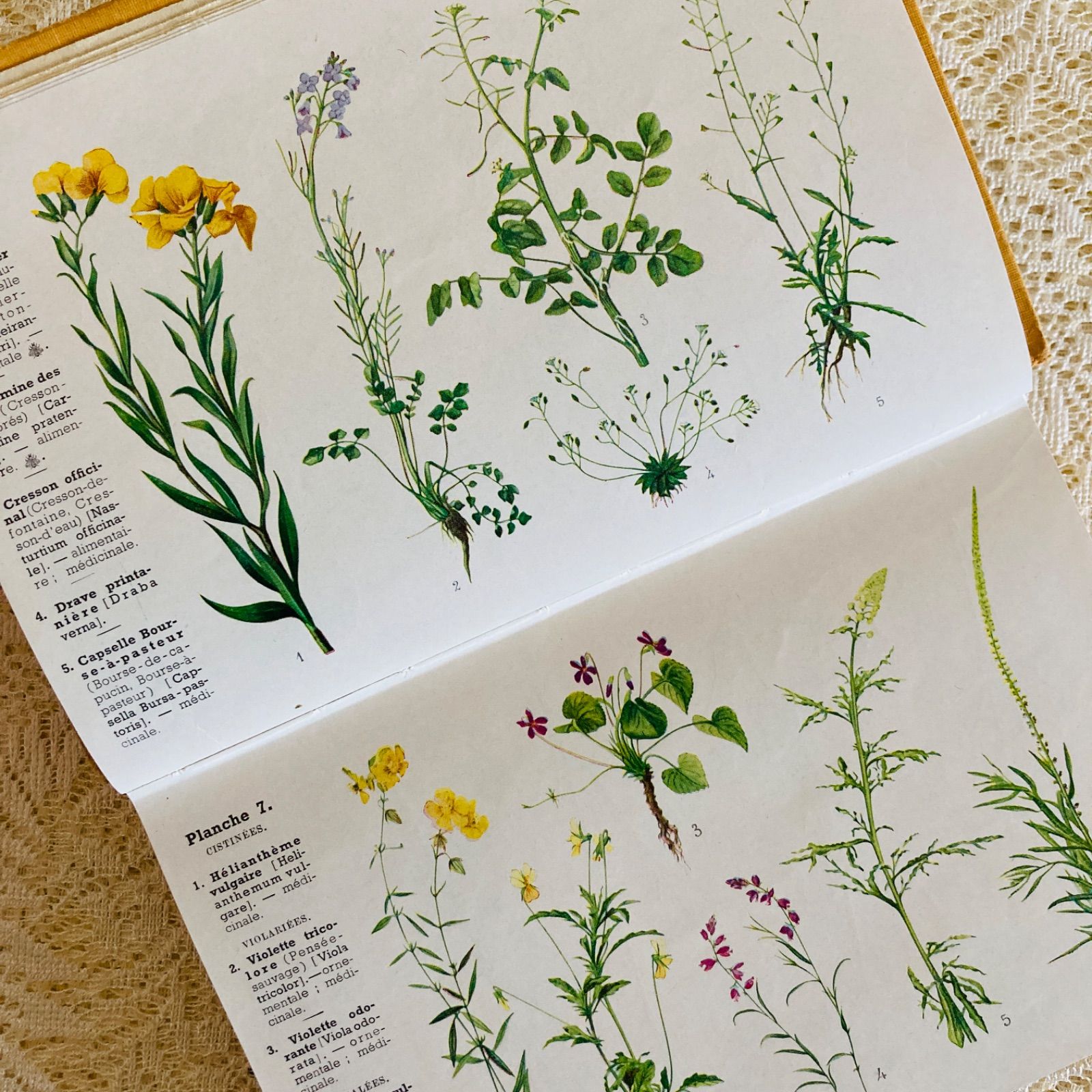 フランスのアンティーク植物図鑑 可憐な植物画♡ 洋書・古書 - メルカリ