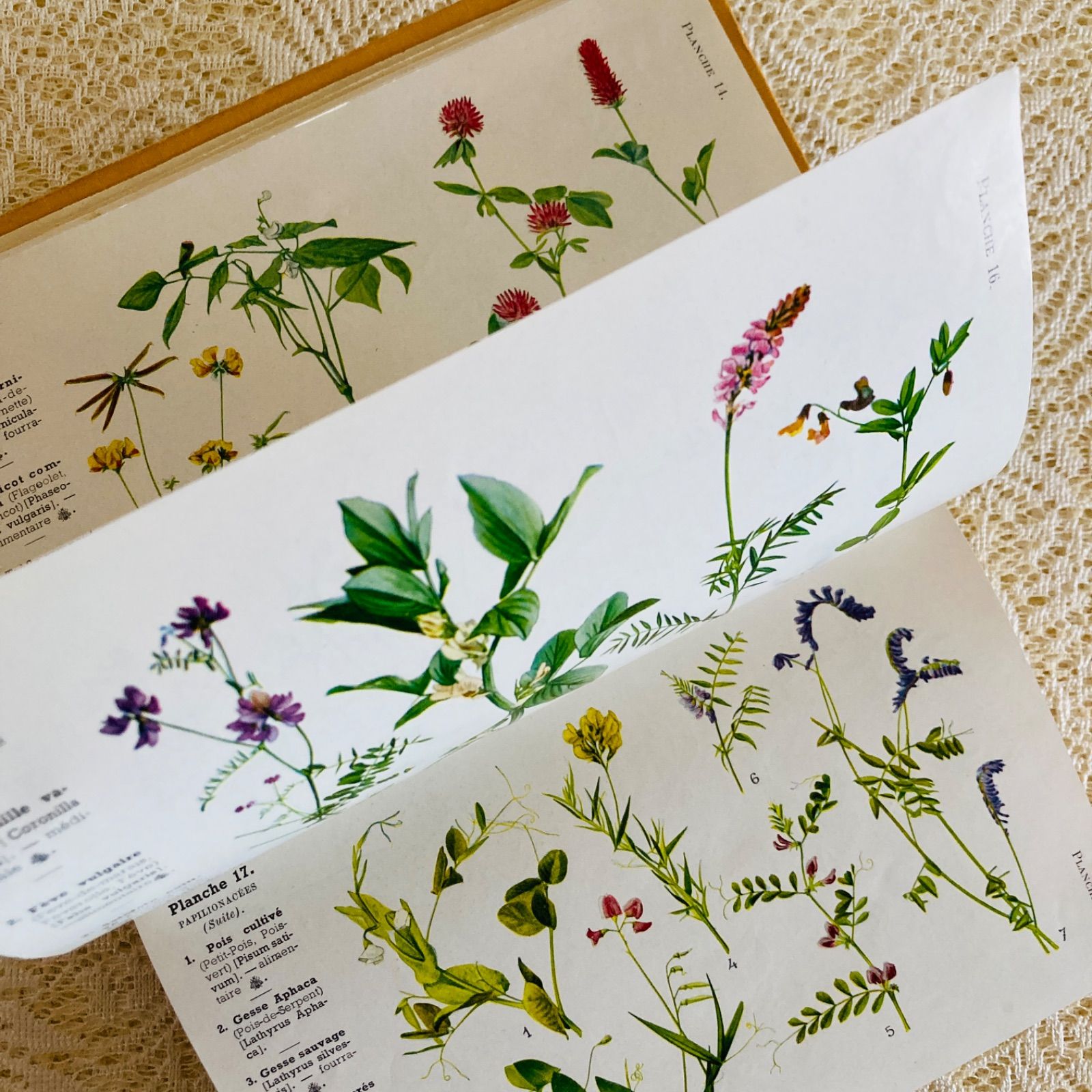 フランスのアンティーク植物図鑑 可憐な植物画♡ 洋書・古書 - メルカリ
