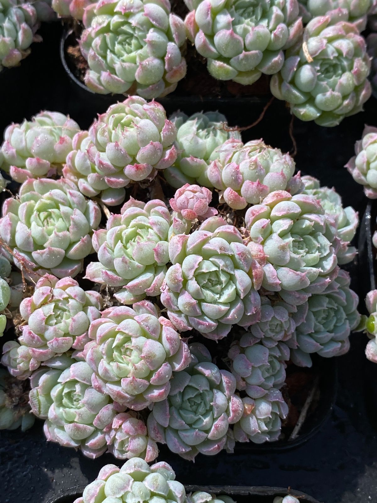 多肉植物 エケベリア