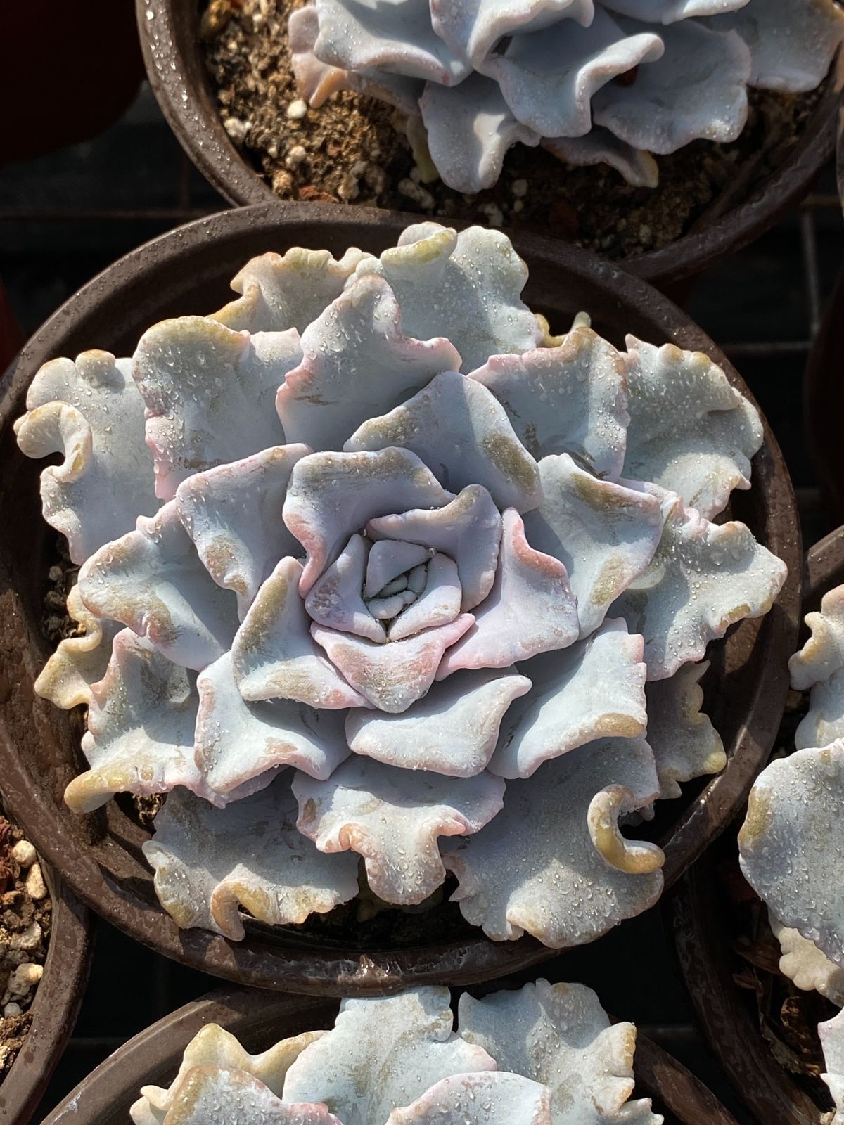 24株×バレリーナ 多肉植物 エケベリア セダム アエオニウム グラプトペタルム 韓国苗 寄せ植え ZZ 103