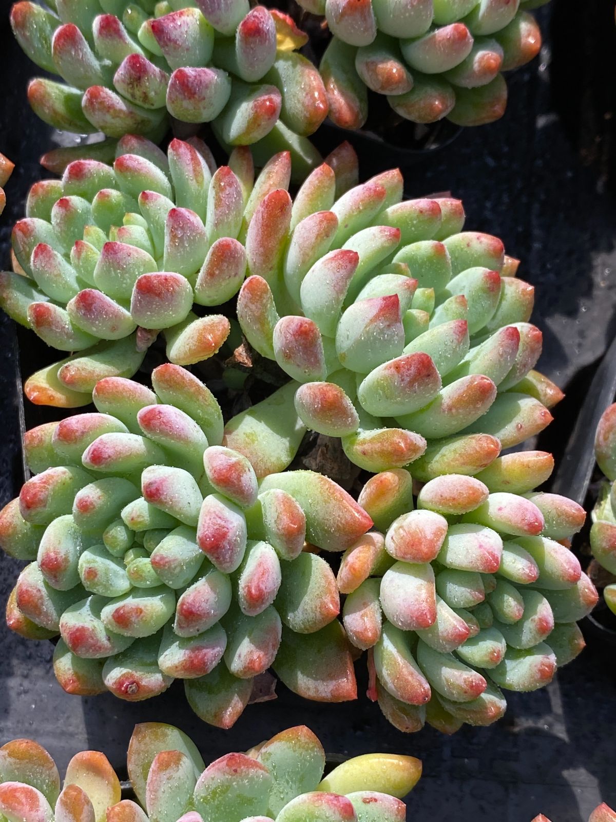 50株×ブルーアップル 多肉植物 エケベリア セダム アエオニウム グラプトペタルム 韓国苗 寄せ植え ZZ 112