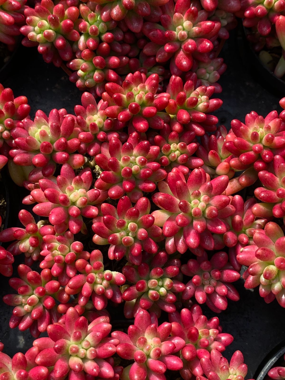 18株×ニジノタマ 多肉植物 エケベリア セダム アエオニウム グラプトペタルム 韓国苗 寄せ植え ZZ 110