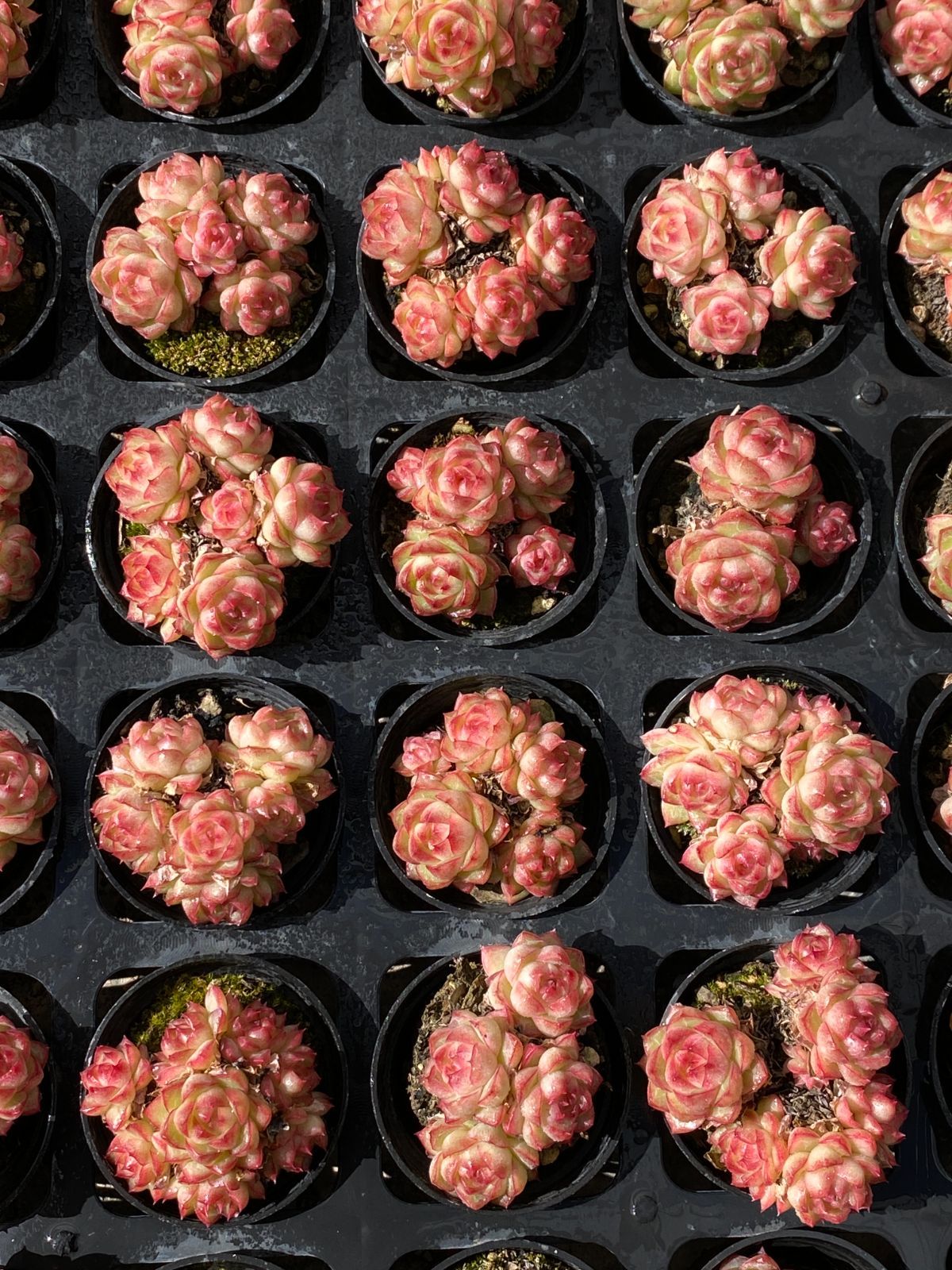 50株×ピンクジョウオウ 多肉植物 エケベリア セダム アエオニウム グラプトペタルム 韓国苗 寄せ植え ZZ 11