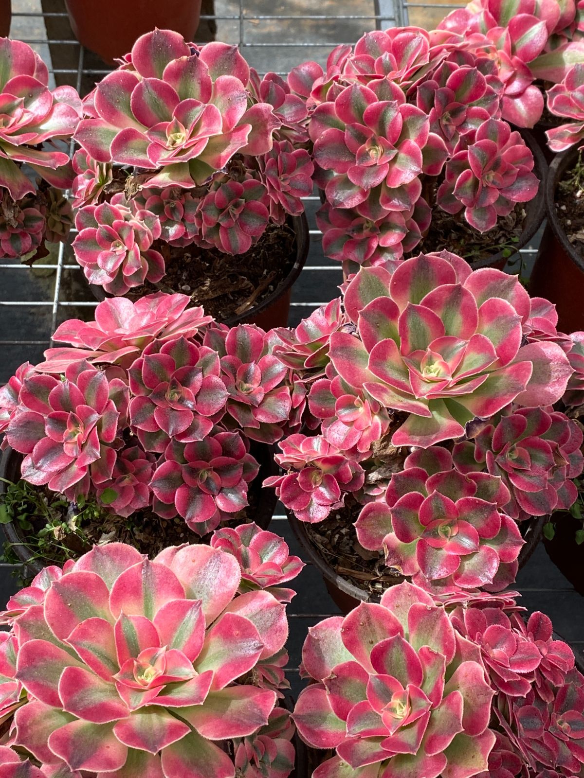 15株×ピンニュージャ 多肉植物 エケベリア セダム アエオニウム グラプトペタルム 韓国苗 寄せ植え ZZ 10