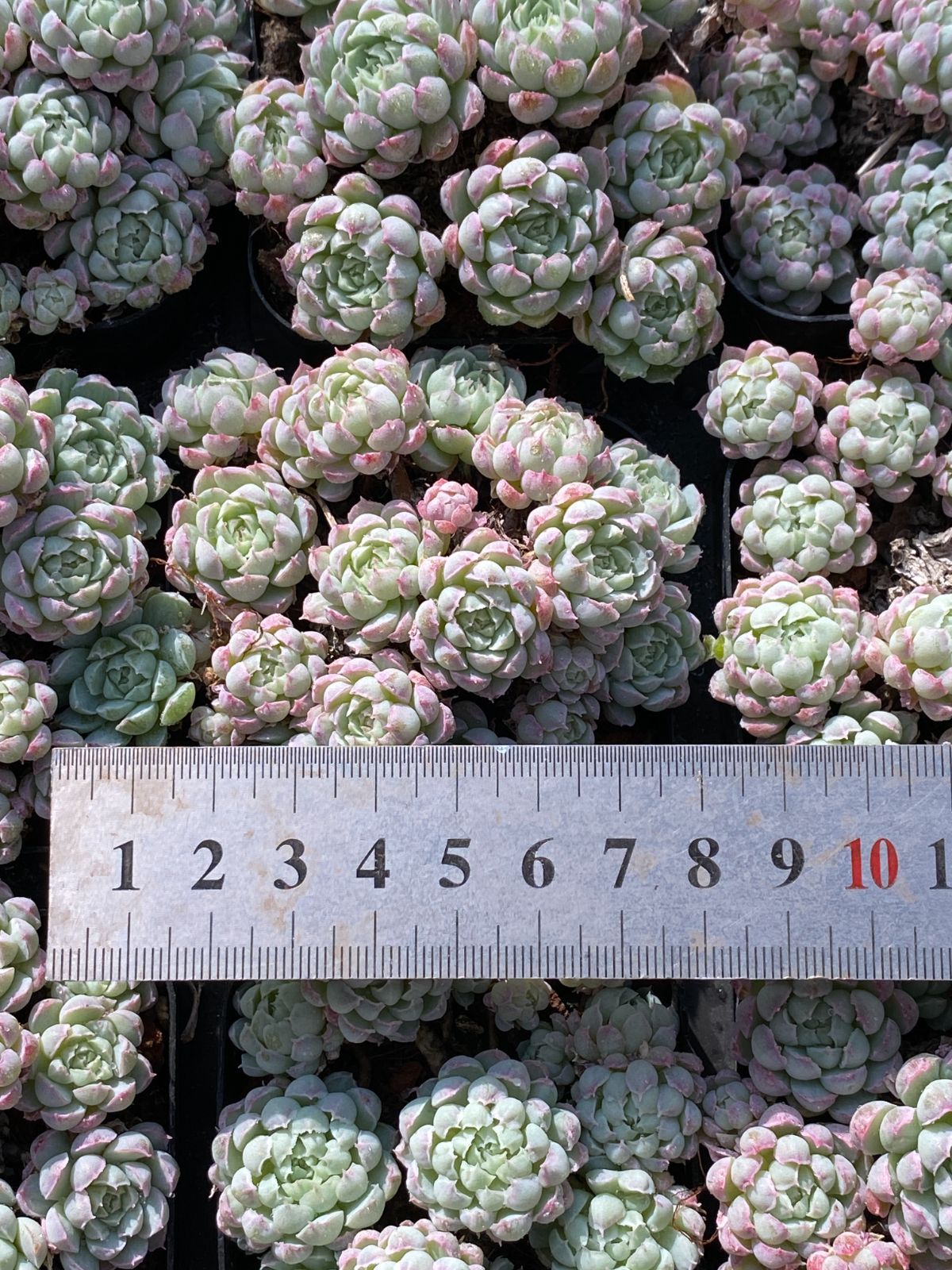 アエオニウム グラプトペタルム