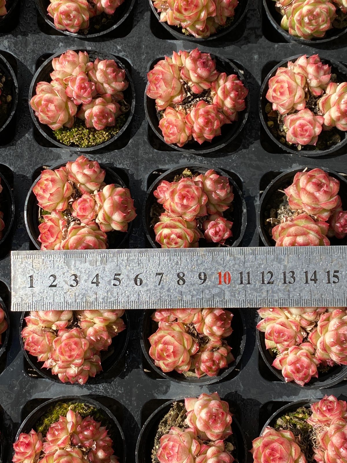 50株×ピンクジョウオウ 多肉植物 エケベリア セダム アエオニウム グラプトペタルム 韓国苗 寄せ植え ZZ 11