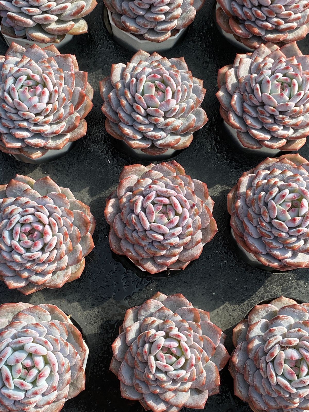 50株 ギョクフヨウ 多肉植物 エケベリア セダム アエオニウム グラプトペタルム 韓国苗 寄せ植え ZZ 105