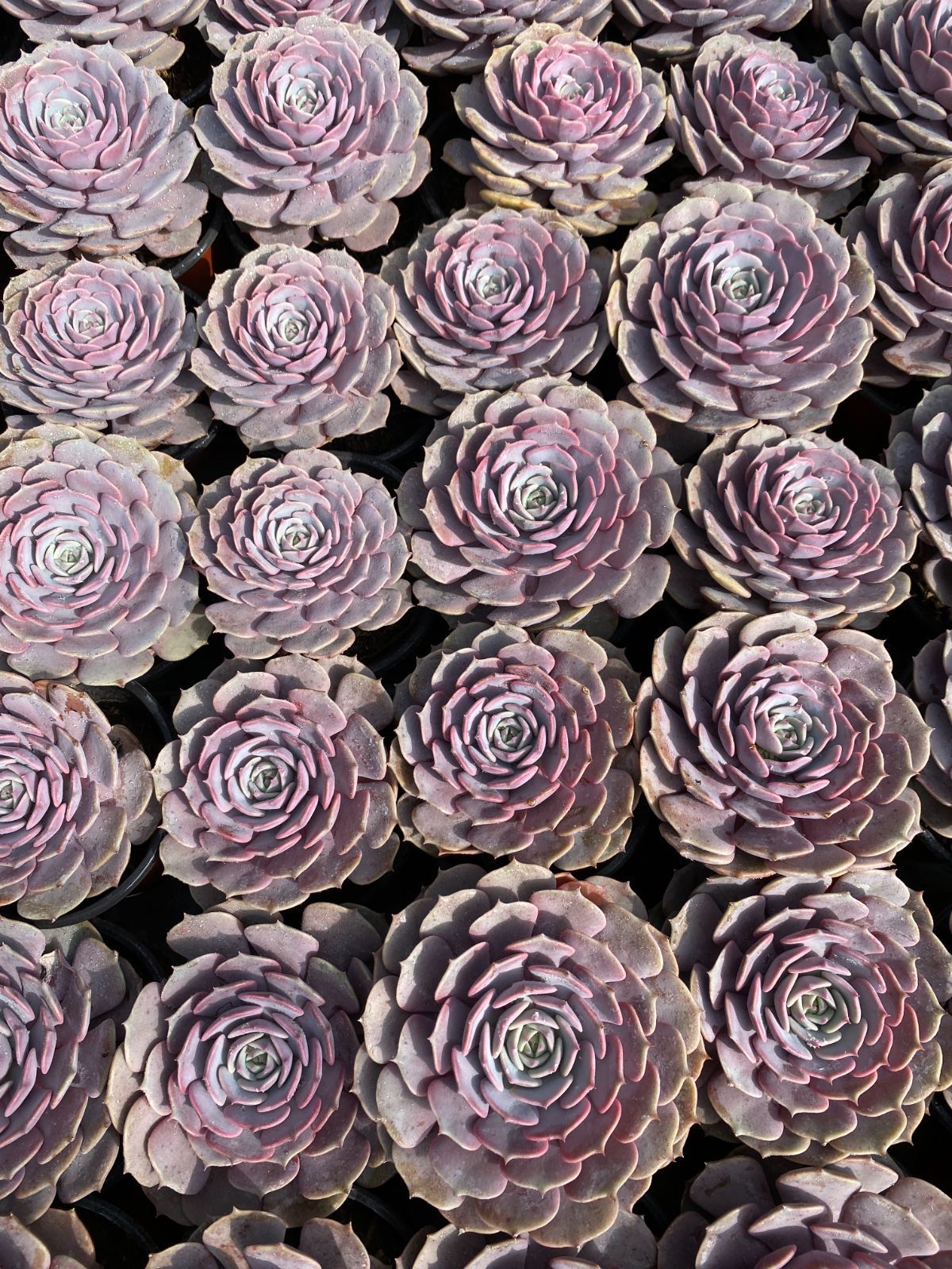 50株×ピンクチョウ 多肉植物 エケベリア セダム アエオニウム グラプトペタルム 韓国苗 寄せ植え ZZ 106