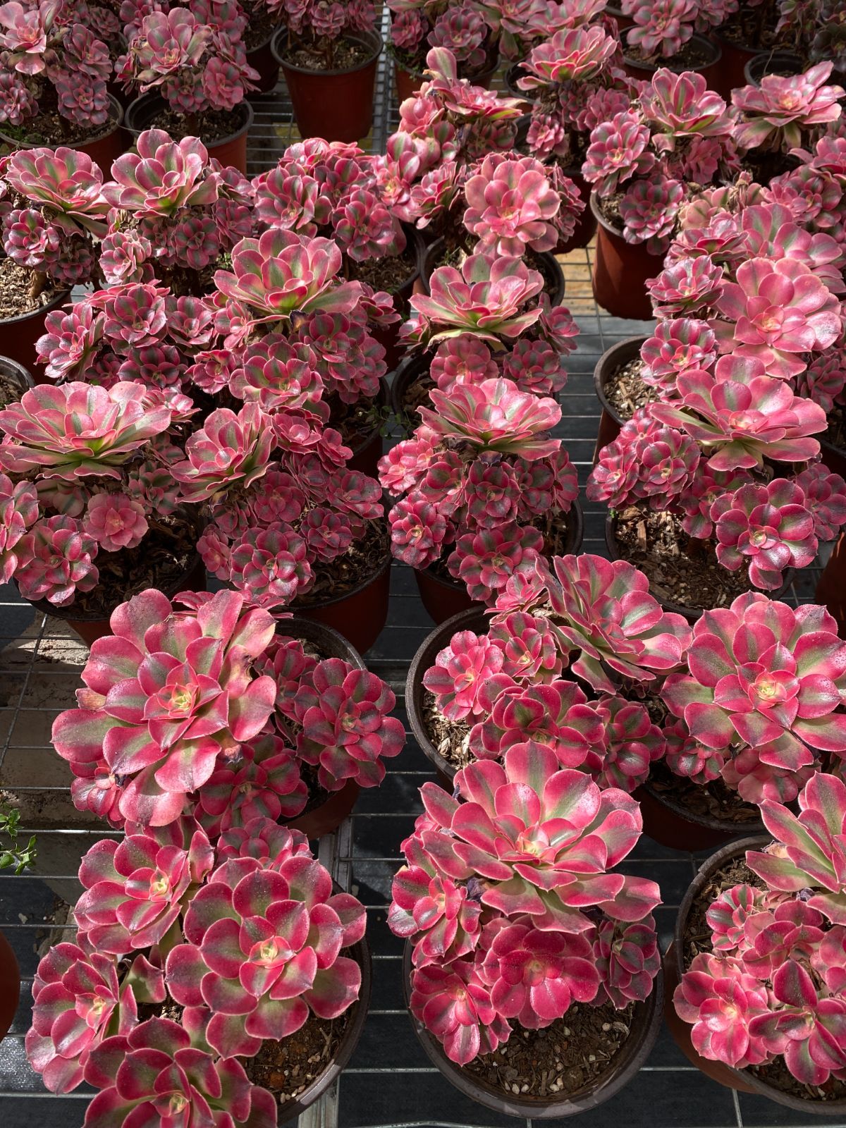 15株 ピンニュージャ 多肉植物 エケベリア セダム アエオニウム グラプトペタルム 韓国苗 寄せ植え ZZ 10