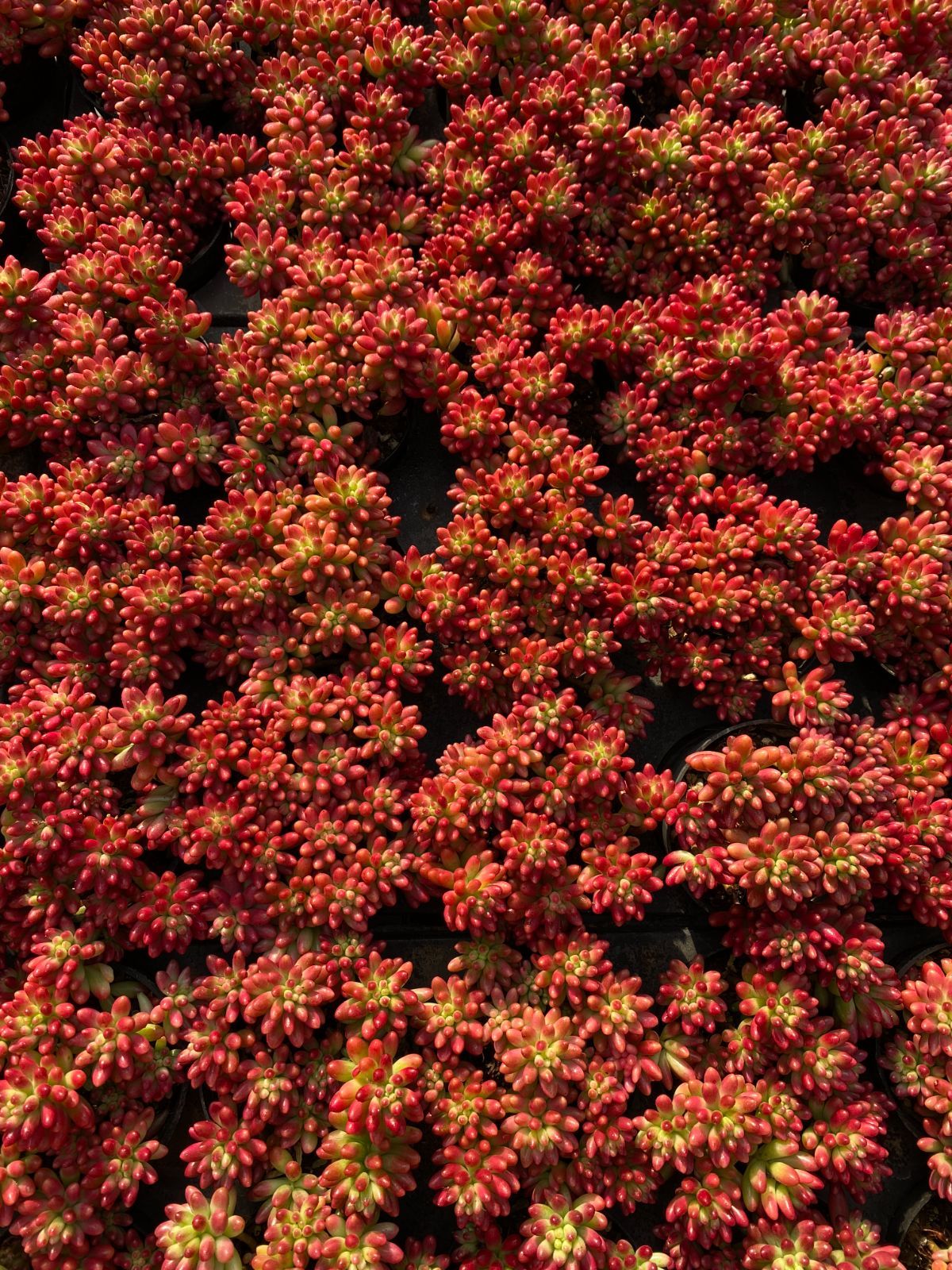 18株×ニジノタマ 多肉植物 エケベリア セダム アエオニウム グラプトペタルム 韓国苗 寄せ植え ZZ 110