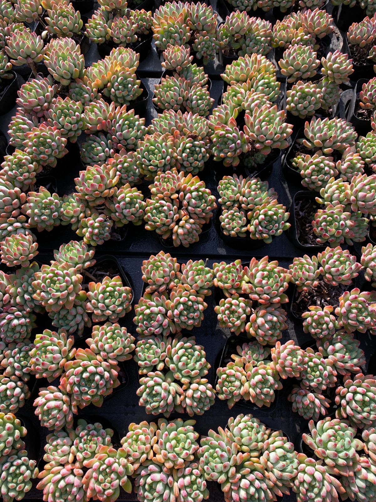 50株×ブルーアップル 多肉植物 エケベリア セダム アエオニウム グラプトペタルム 韓国苗 寄せ植え ZZ 112