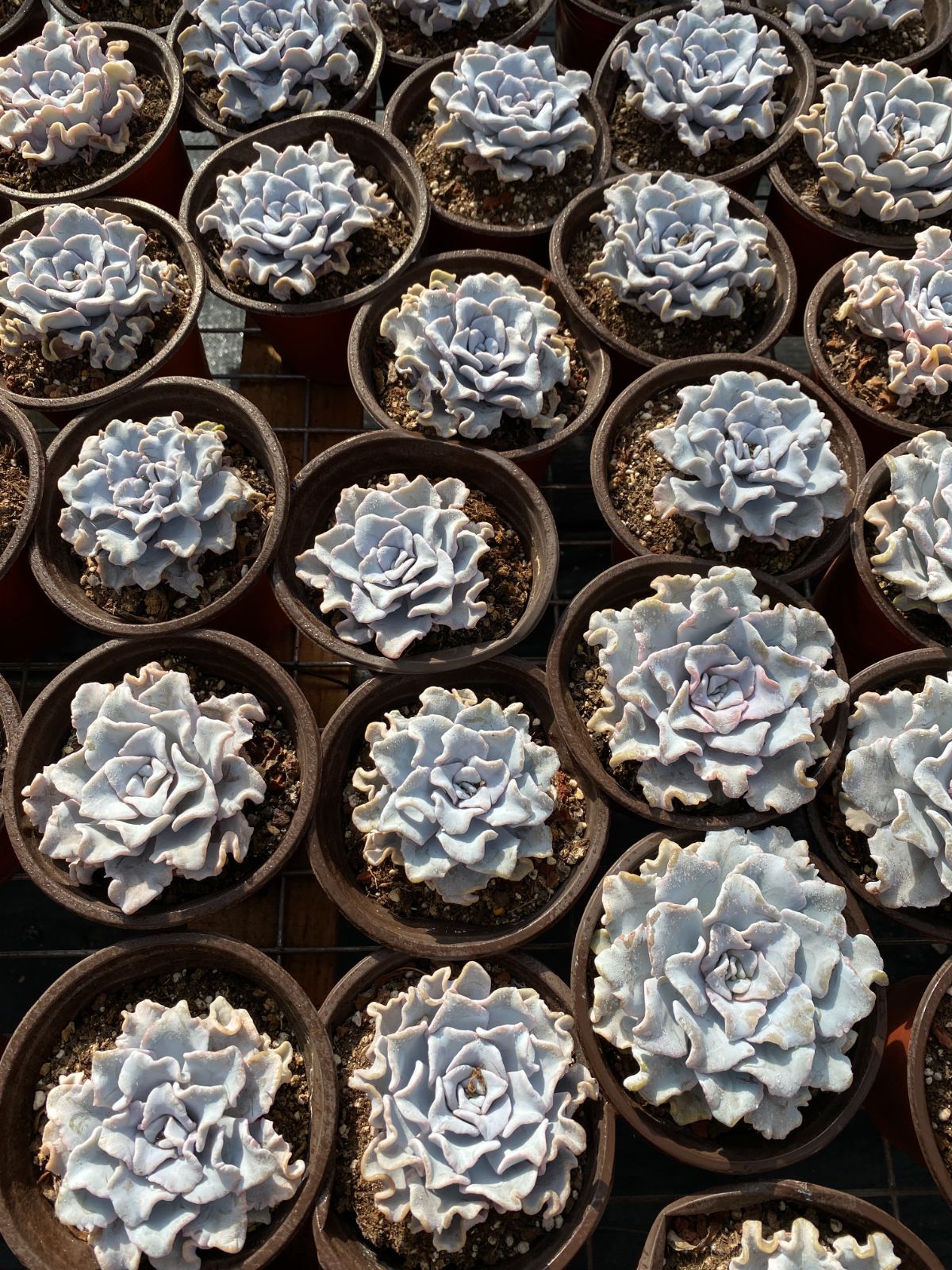 24株 バレリーナ 多肉植物 エケベリア セダム アエオニウム グラプトペタルム 韓国苗 寄せ植え ZZ 103