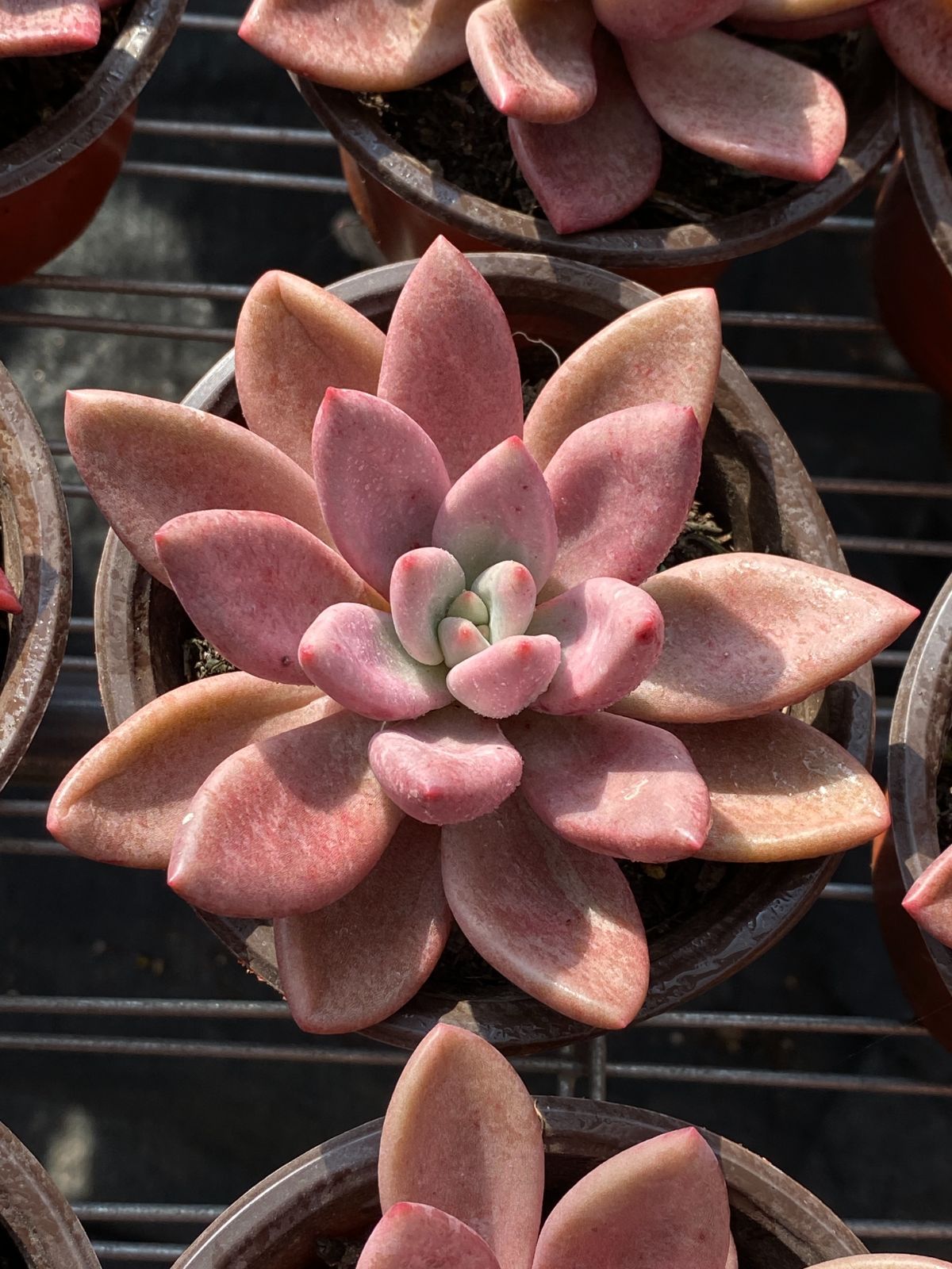 18株×トウカゲン 多肉植物 エケベリア セダム アエオニウム