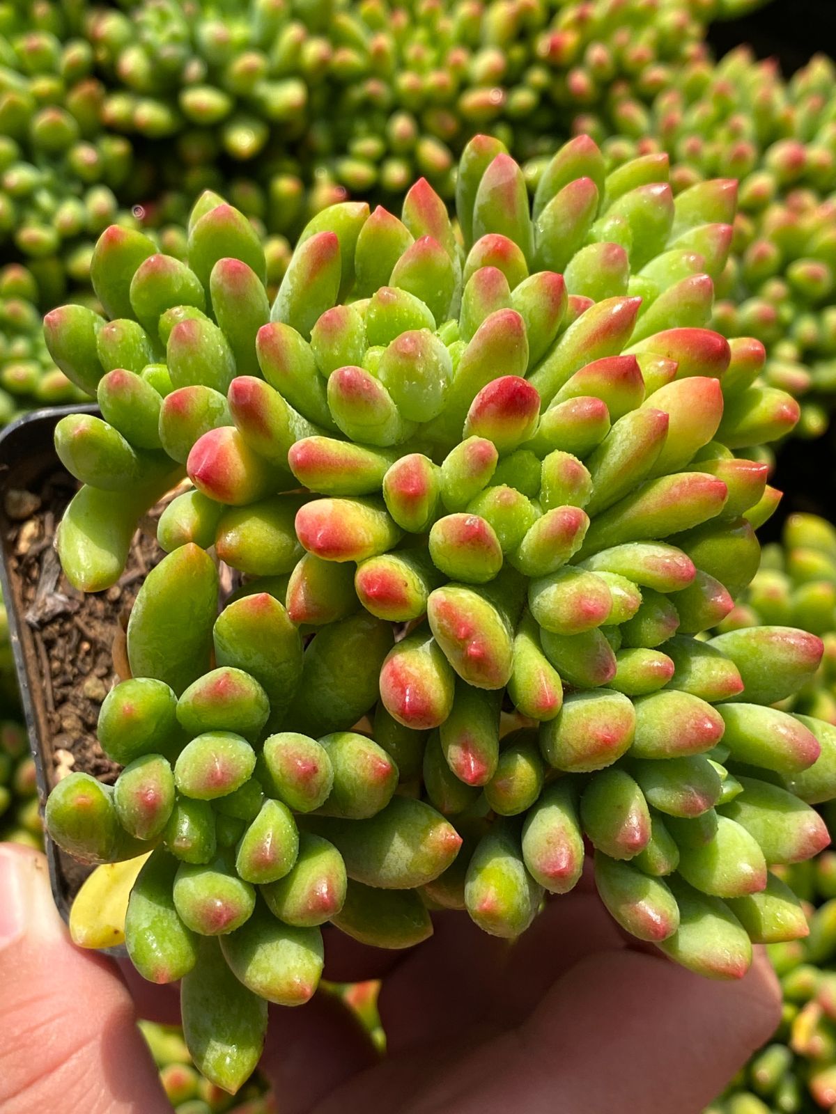 50株×シュンホウ 多肉植物 エケベリア セダム アエオニウム グラプトペタルム 韓国苗 寄せ植え ZZ 122