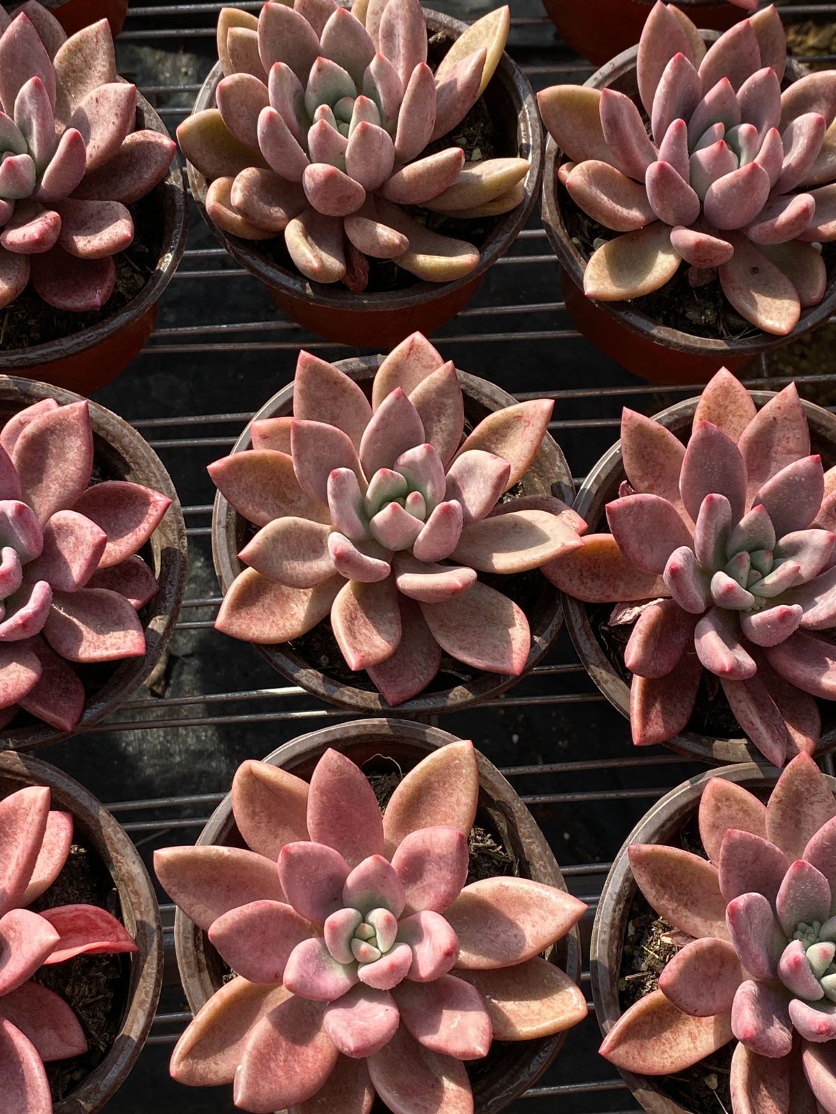 18株×トウカゲン 多肉植物 エケベリア セダム アエオニウム