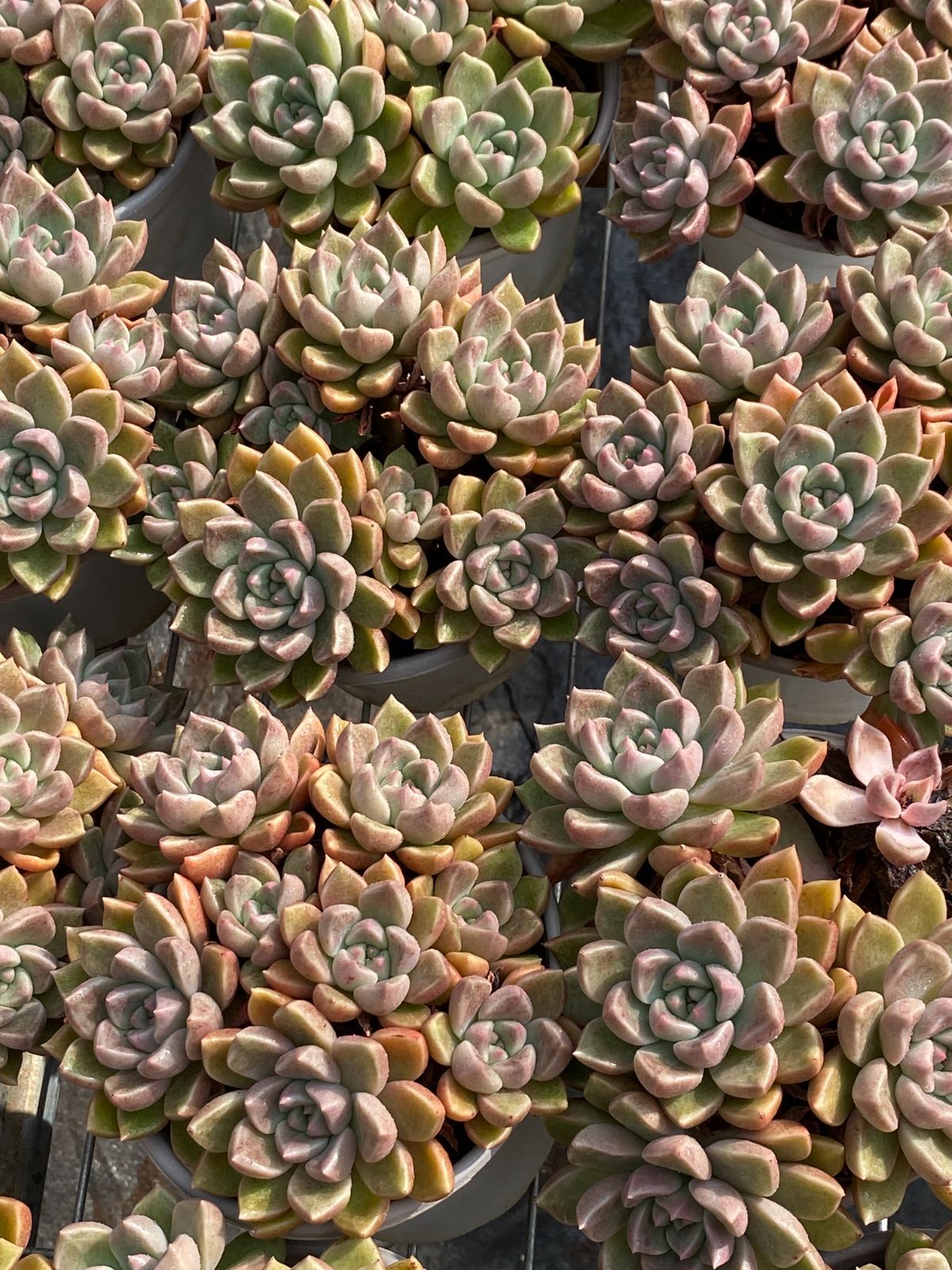 18株 キュウサイ 多肉植物 エケベリア セダム アエオニウム グラプトペタルム 韓国苗 寄せ植え ZZ 119